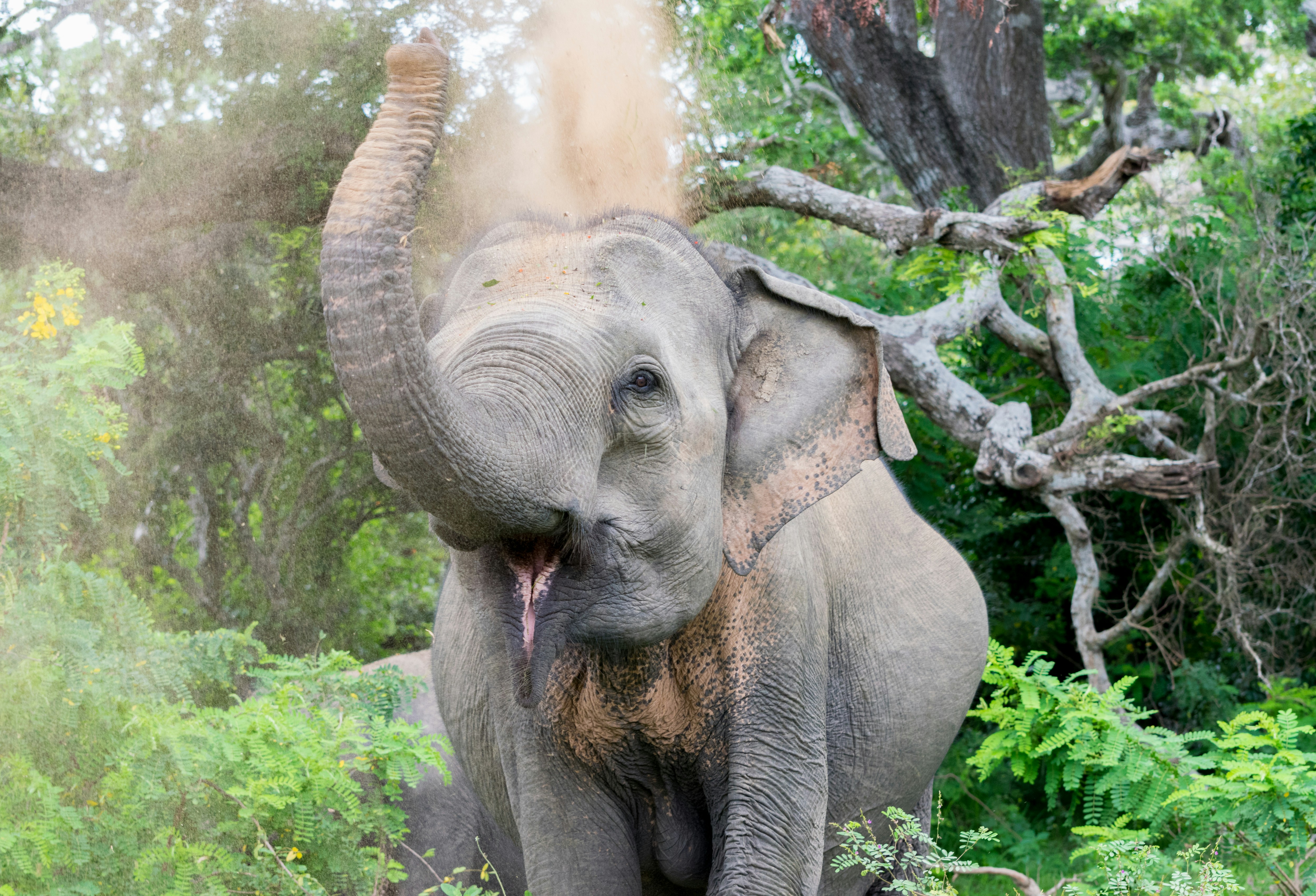 Yala National Park