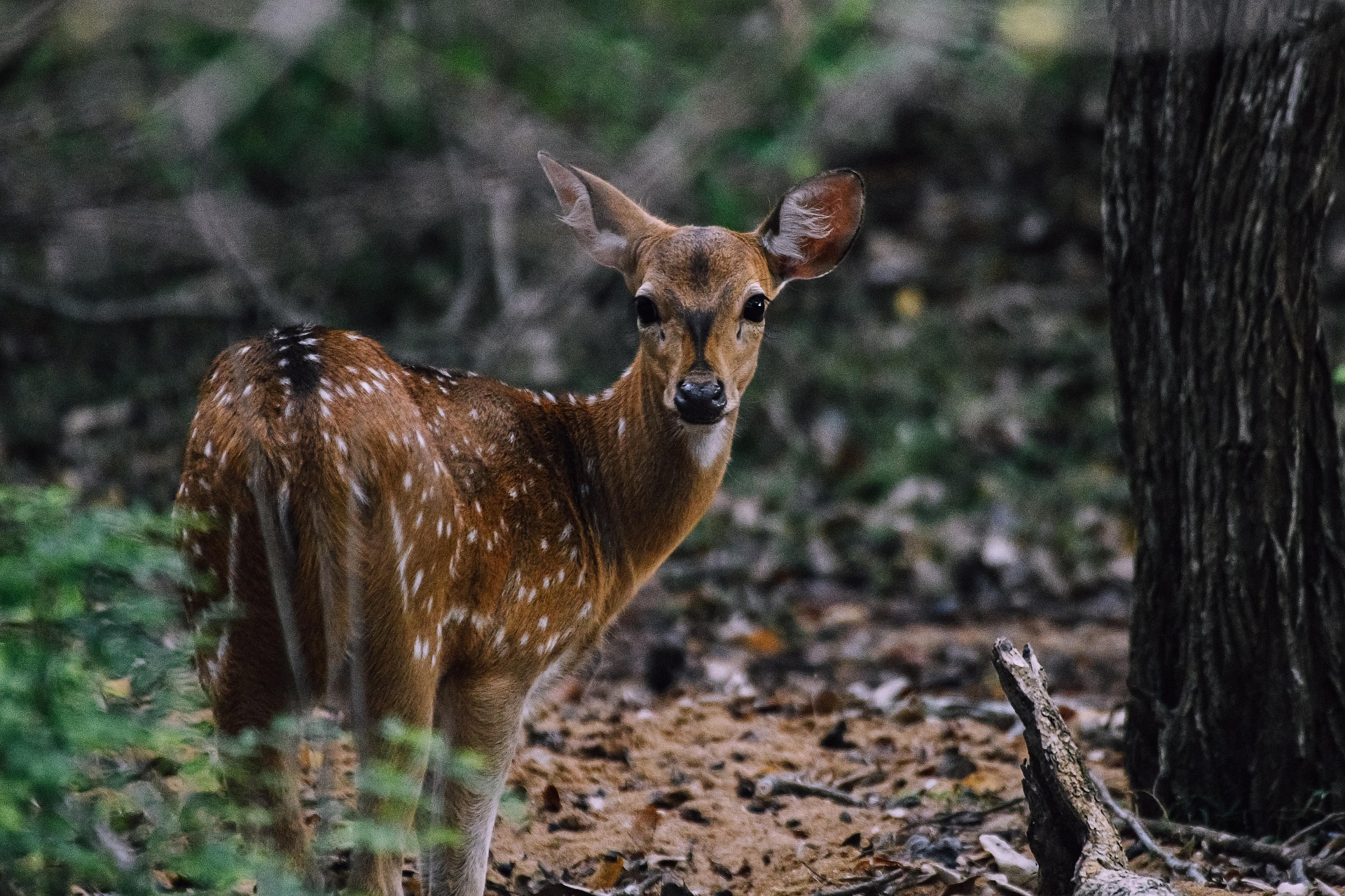 Yala-side wilderness atmosphere