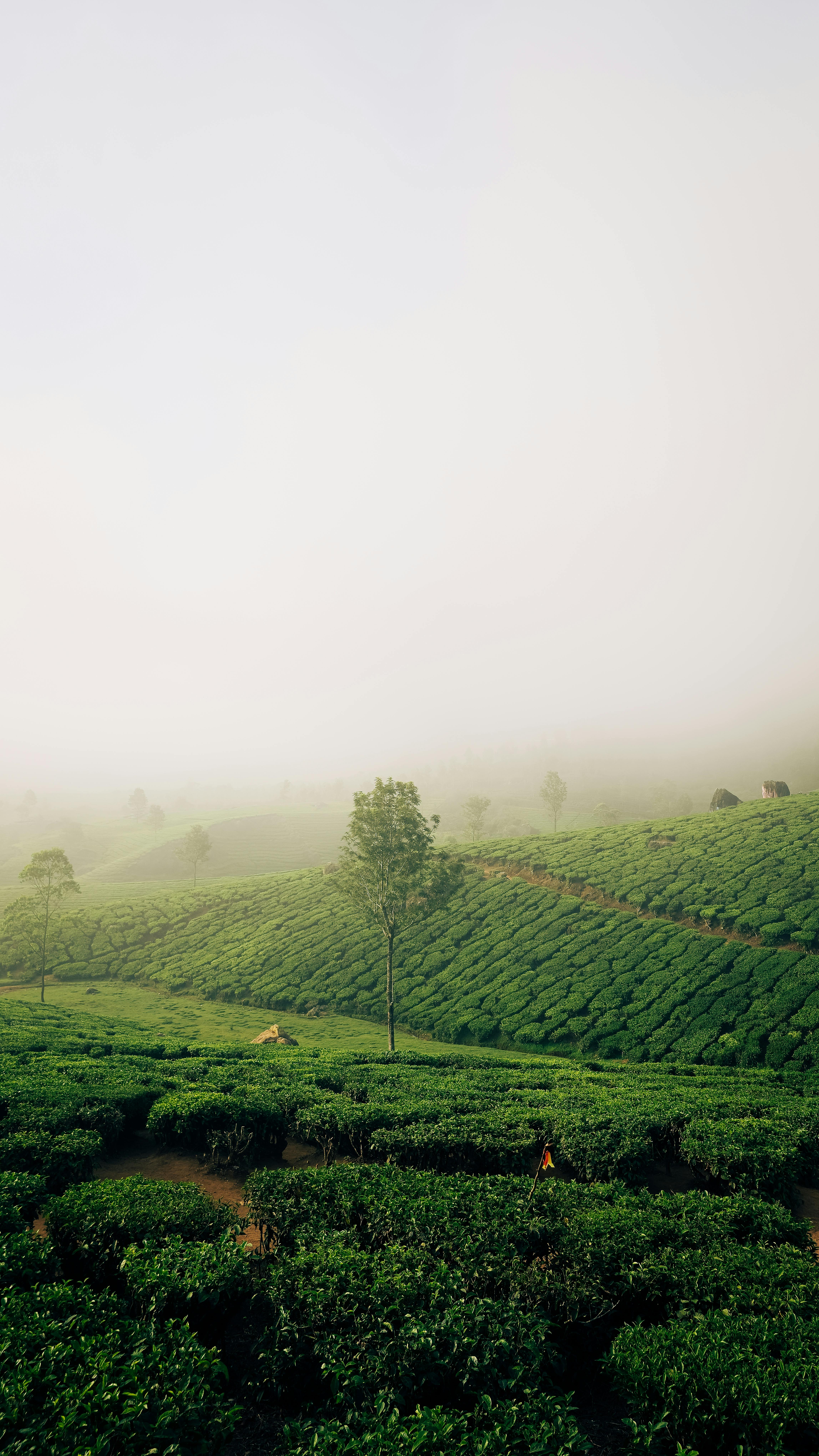 Tea Estate Landscape