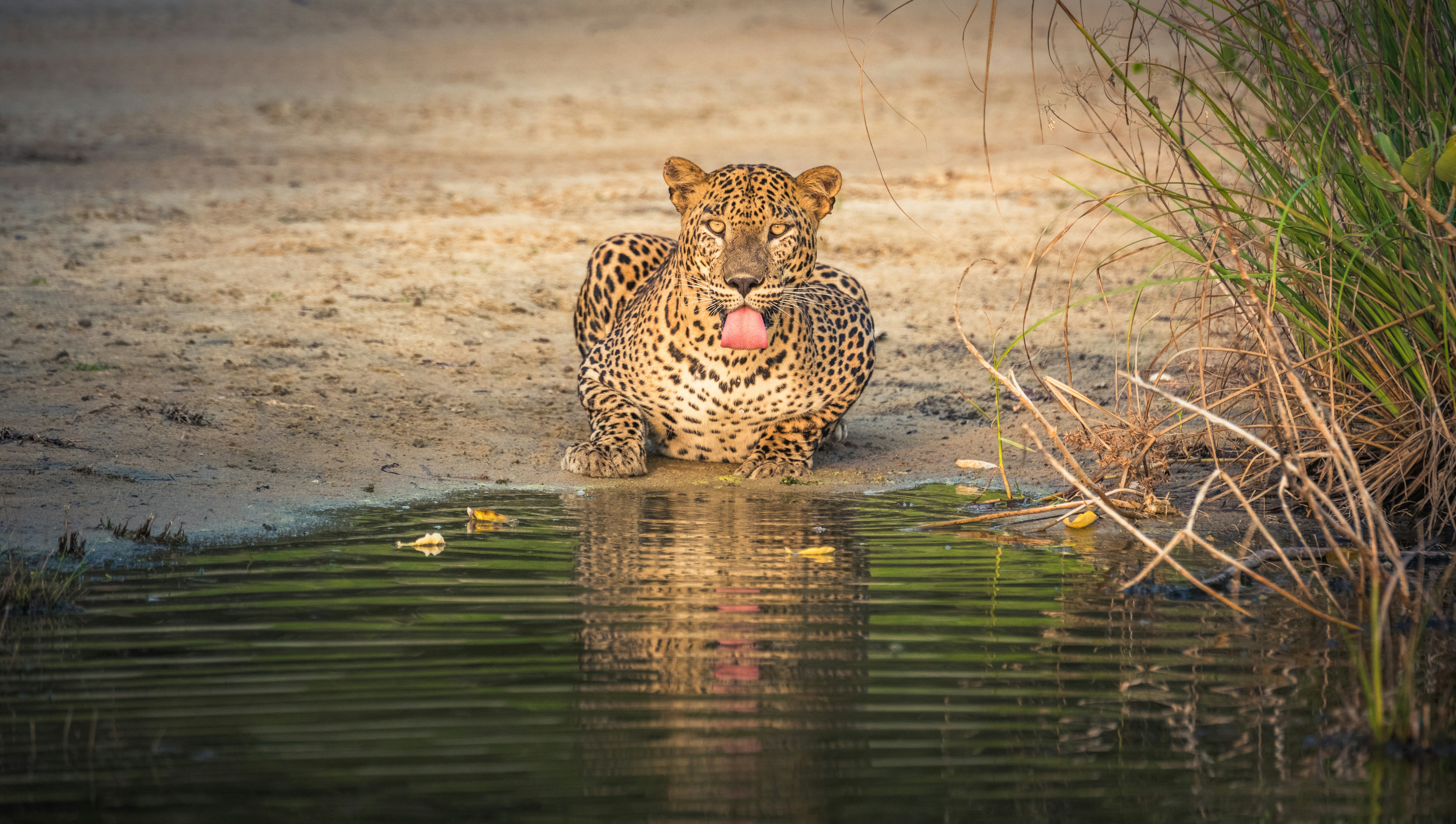 3 Days Yala Safari Coastal Retreat
